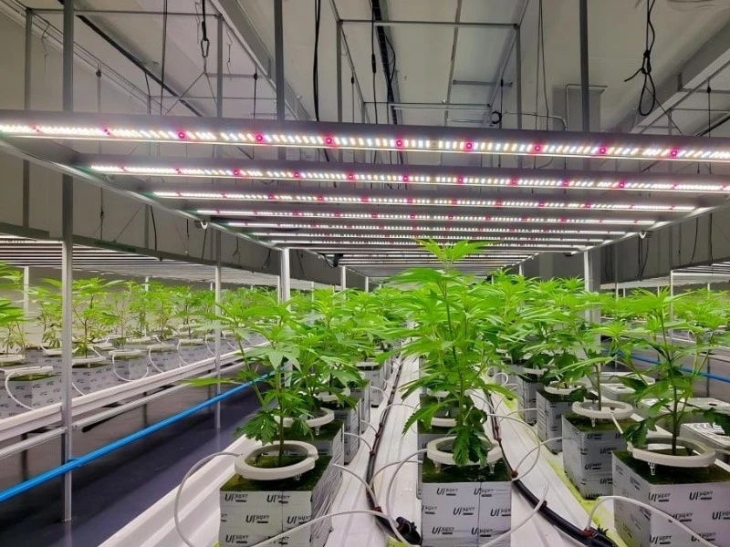 foldable LED grow lights (2).jpg