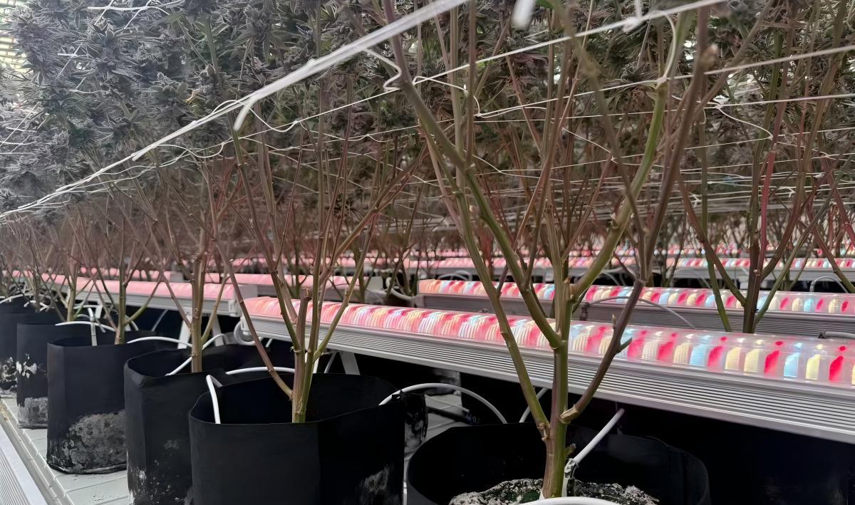 under canopy lighting under canopy lighting