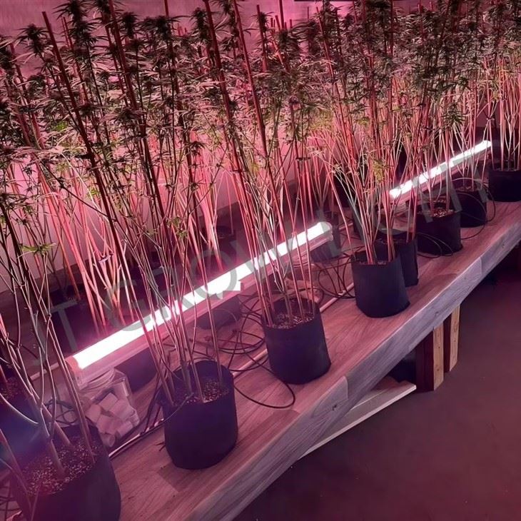 canopy in lighting